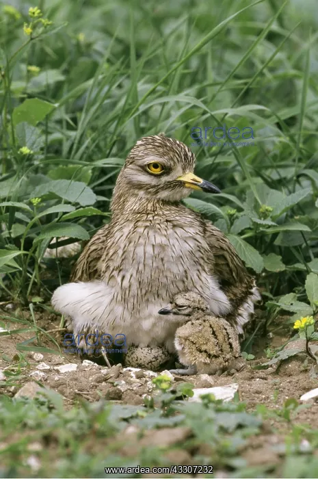 : STONE-CURLEW - chick and egg : STONE-CURLEW - chick and egg