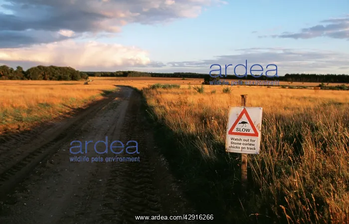 : STONE-CURLEW - Conservation notice : STONE-CURLEW - Conservation notice