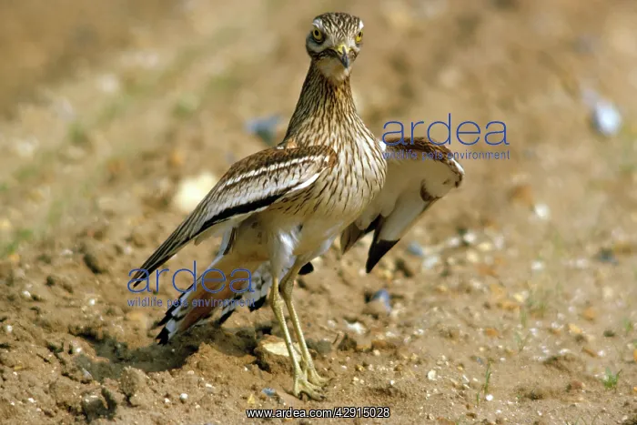 : STONE-CURLEW - in display pose : STONE-CURLEW - in display pose
