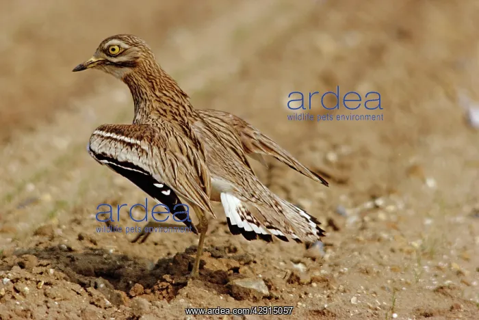 : STONE-CURLEW - displaying : STONE-CURLEW - displaying