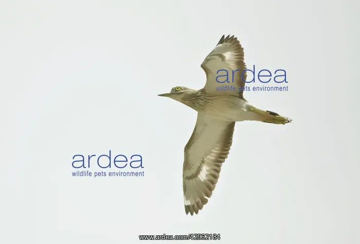 : Stone Curlew - in flight : Stone Curlew - in flight