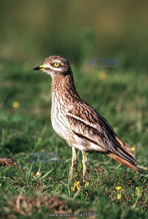 : STONE-CURLEW - in grass, side view : STONE-CURLEW - in grass, side view