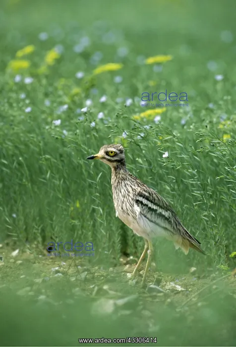 : STONE-CURLEW - on ground : STONE-CURLEW - on ground