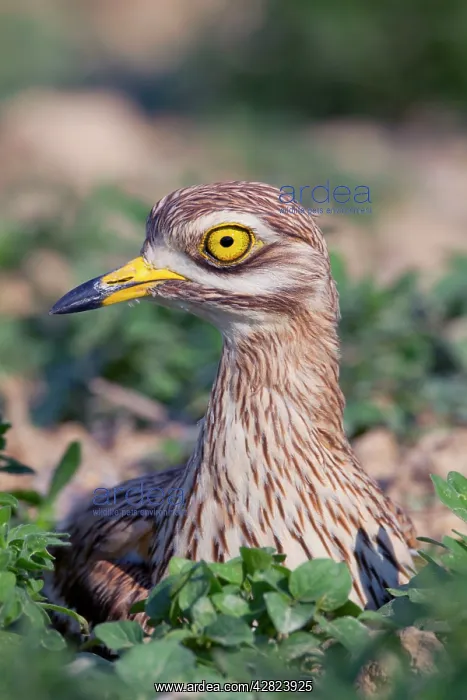 : Stone Curlew - at nest : Stone Curlew - at nest