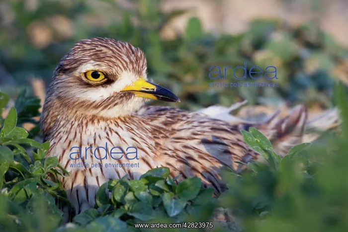 : Stone Curlew - at nest : Stone Curlew - at nest