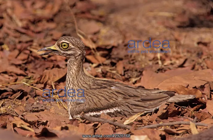 : Stone Curlew - at nest : Stone Curlew - at nest