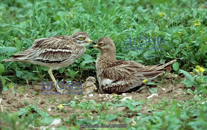 : STONE-CURLEW - pair with chick : STONE-CURLEW - pair with chick