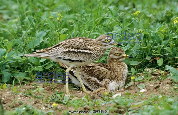 : Stone Curlew - pair & chick : Stone Curlew - pair & chick
