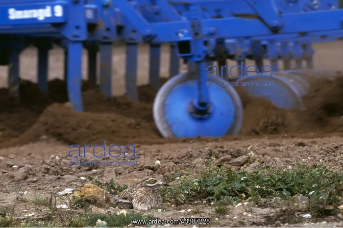 : STONE-CURLEW - Passing tractor ploughing respecting : STONE-CURLEW - Passing tractor ploughing respecting