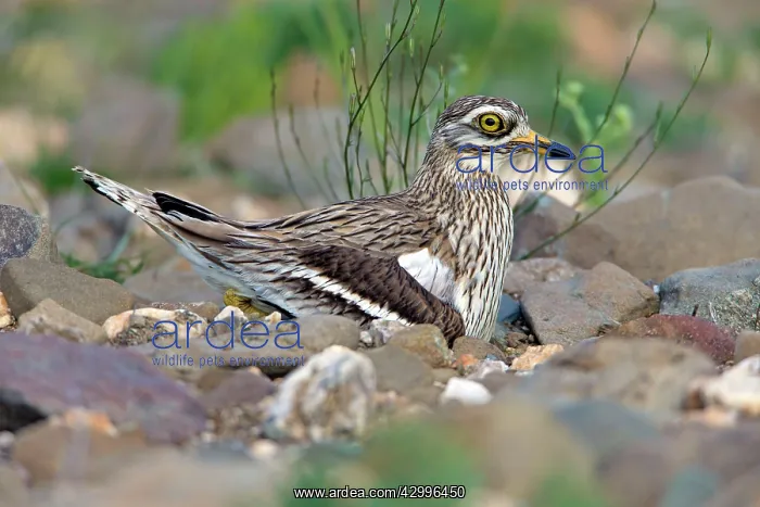 : Stone Curlew - sitting on nest Castro Verde, Alentejo : Stone Curlew - sitting on nest Castro Verde, Alentejo
