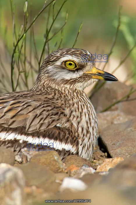 : Stone Curlew - sitting on nest Castro Verde, Alentejo : Stone Curlew - sitting on nest Castro Verde, Alentejo