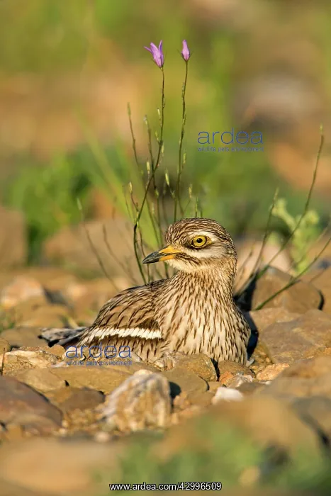 : Stone Curlew - sitting on nest Castro Verde, Alentejo : Stone Curlew - sitting on nest Castro Verde, Alentejo