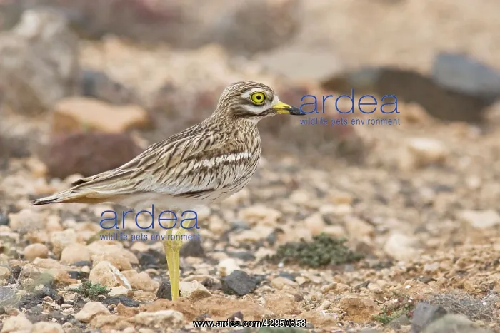 : Stone Curlew ssp.insularum - in typical habitat : Stone Curlew ssp.insularum - in typical habitat