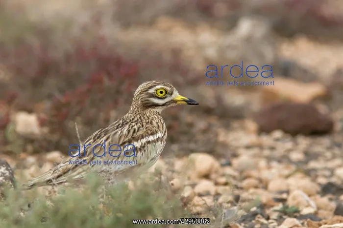: Stone Curlew ssp.insularum - in typical habitat : Stone Curlew ssp.insularum - in typical habitat