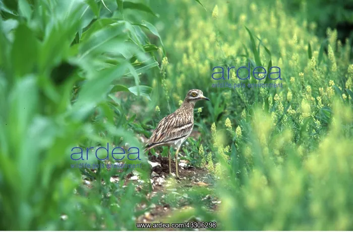 : STONE-CURLEW - stands on ground : STONE-CURLEW - stands on ground