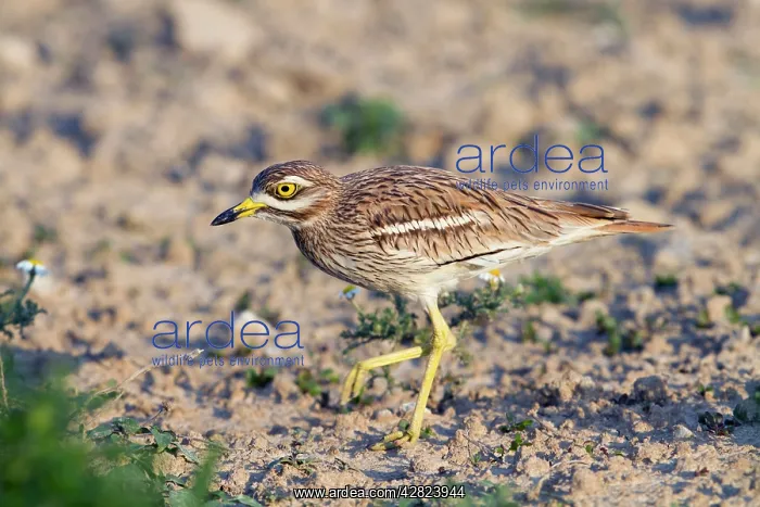 : Stone Curlew - walking : Stone Curlew - walking