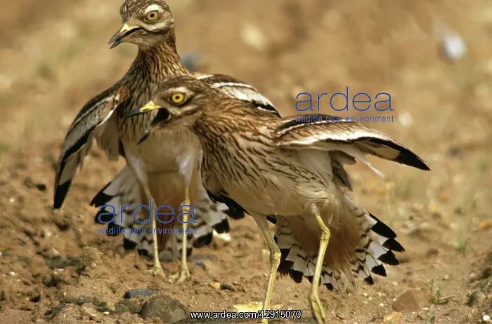 : STONE-CURLEWS - aggressive display with wings outstretched : STONE-CURLEWS - aggressive display with wings outstretched