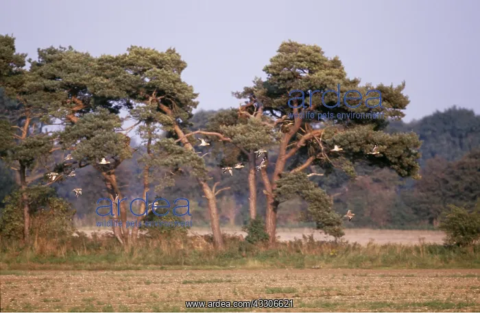  : STONE-CURLEWS - flock in flight, over farmland
