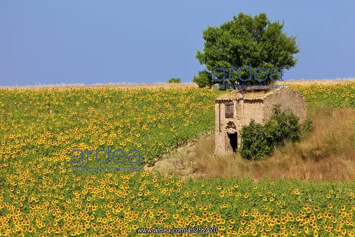 : Stone farmers hut in a field of sunflowers : Stone farmers hut in a field of sunflowers