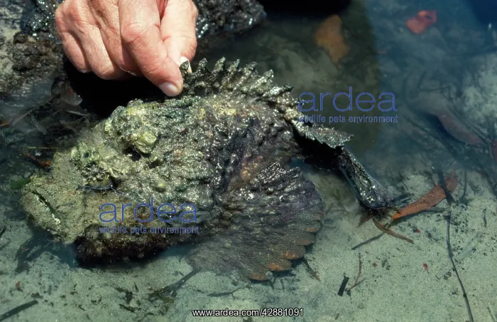 : Stone Fish - venomous : Stone Fish - venomous