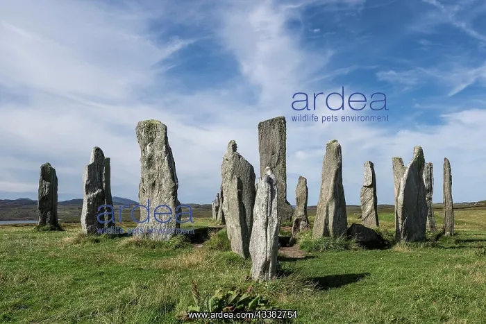 : Stone formation of the megalithic culture, site : Stone formation of the megalithic culture, site
