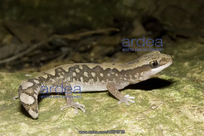 : Stone gecko : Stone gecko