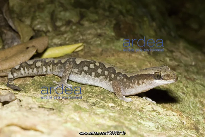  : Stone gecko