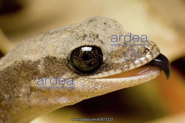 : Stone gecko : Stone gecko