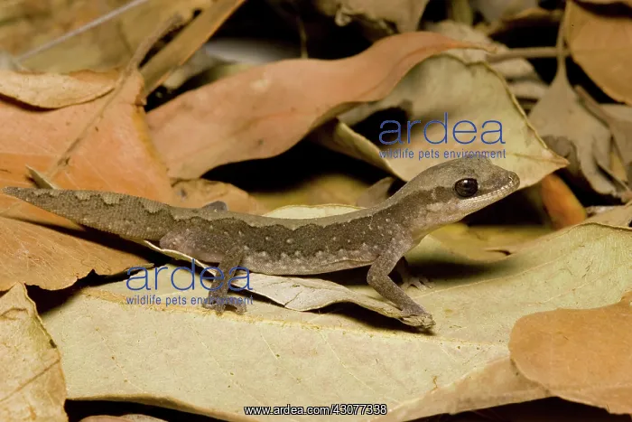 : Stone gecko : Stone gecko