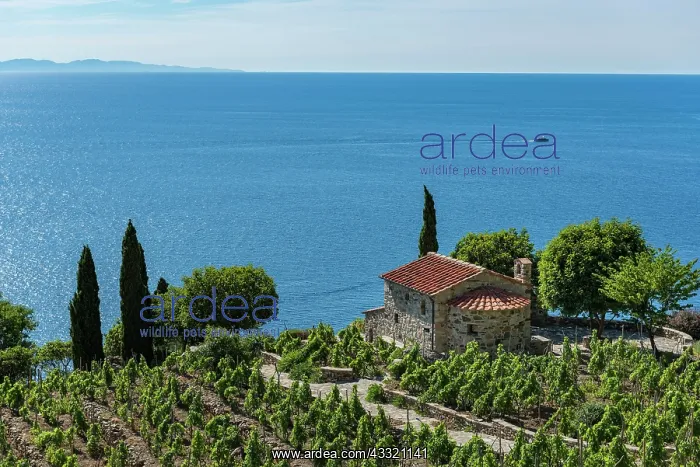 : Stone house between vineyards, overlooking the sea : Stone house between vineyards, overlooking the sea