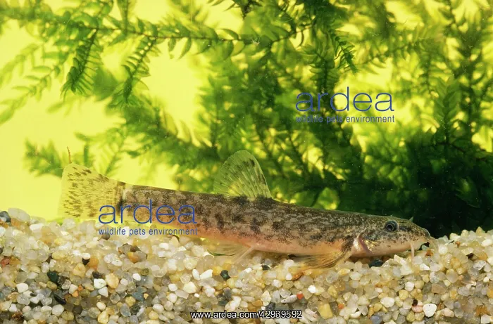  : STONE LOACH