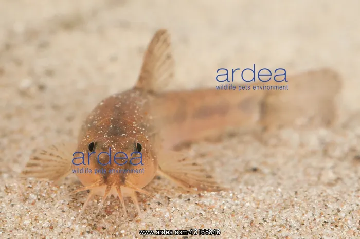  : Stone Loach