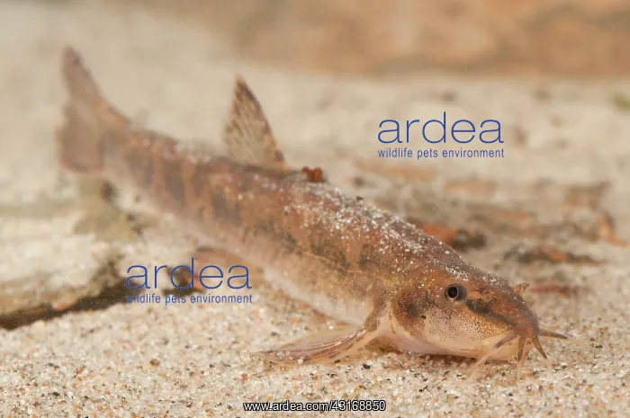 : Stone Loach : Stone Loach