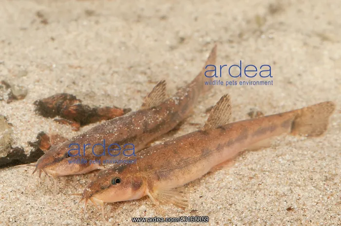  : Stone Loach