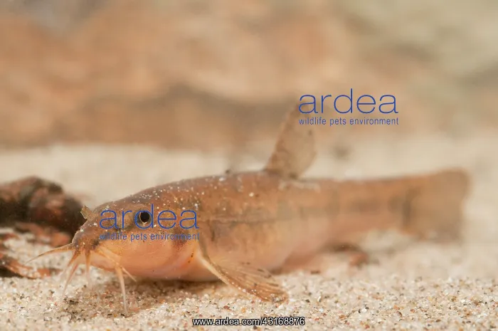 : Stone Loach : Stone Loach