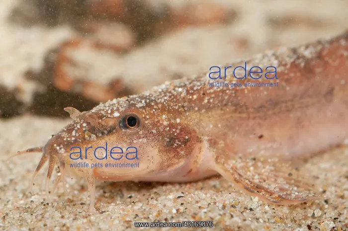 : Stone Loach : Stone Loach