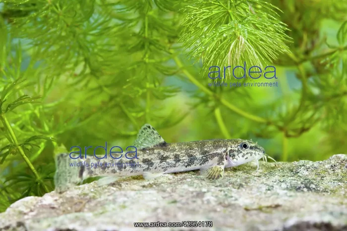 : Stone Loach - underwater photo of single fish resting : Stone Loach - underwater photo of single fish resting