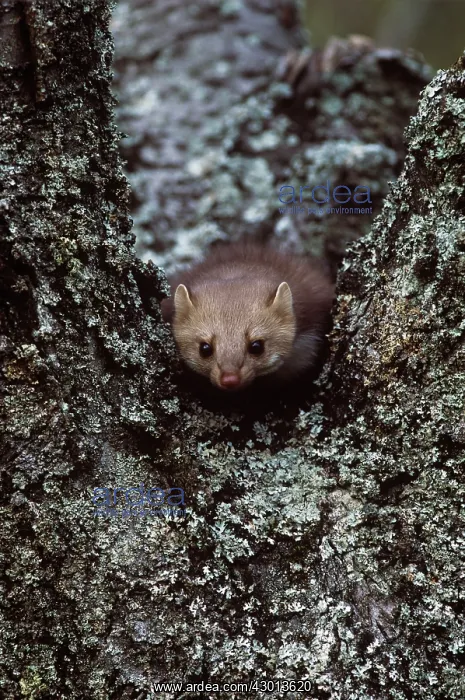  : Stone Marten