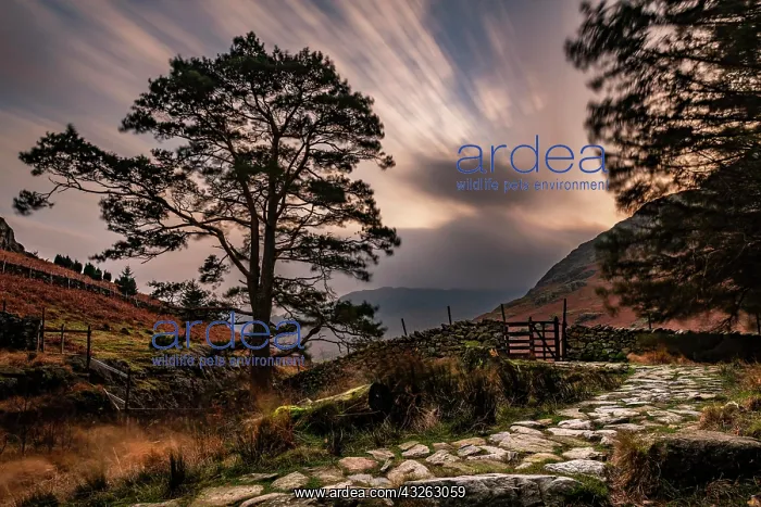 : Stone path with trees and hilly landscape with dramatic : Stone path with trees and hilly landscape with dramatic