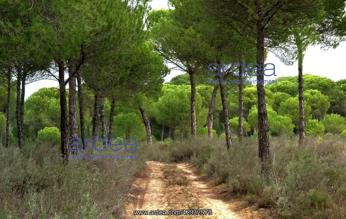 : Stone Pine, Umbrella Pine, Roman Pine - the dominant : Stone Pine, Umbrella Pine, Roman Pine - the dominant