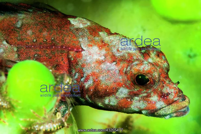 : Stone sculpin (Paracottus knerii)) on a fresh water : Stone sculpin (Paracottus knerii)) on a fresh water