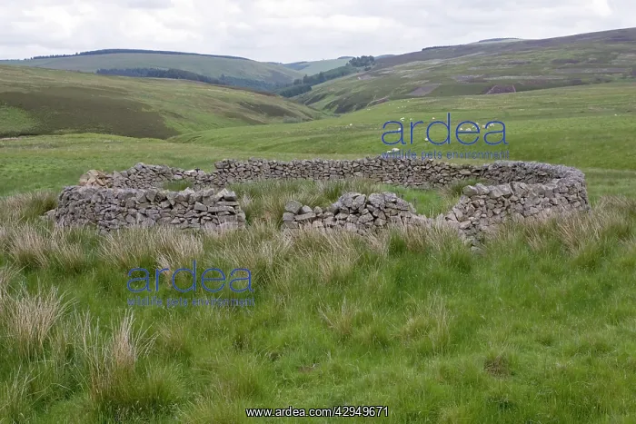 : Stone sheep enclosure : Stone sheep enclosure