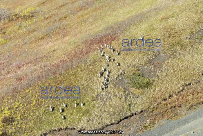: Stone sheep, Ovis dalli stonei, Todagin : Stone sheep, Ovis dalli stonei, Todagin