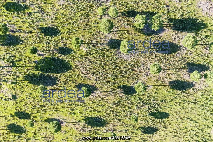 : Stone or Umbrella pines (Pinus pinea) in the uplands : Stone or Umbrella pines (Pinus pinea) in the uplands