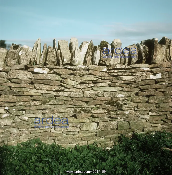 : Stone Wall : Stone Wall