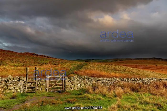 : Stone wall in autumn landscape with dark sky, Greenhead : Stone wall in autumn landscape with dark sky, Greenhead