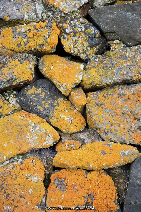 : Stone Wall - detail of dwellings : Stone Wall - detail of dwellings