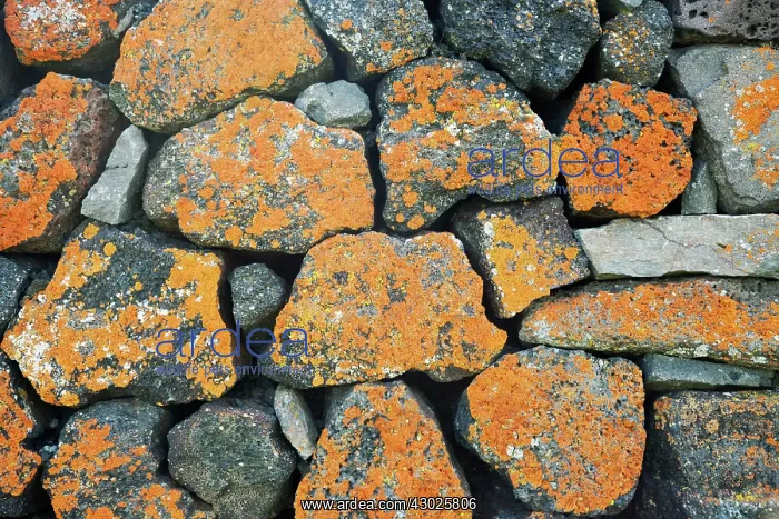 : Stone Wall - detail of dwellings : Stone Wall - detail of dwellings
