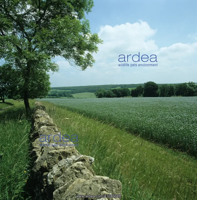 : Stone wall and farmland : Stone wall and farmland