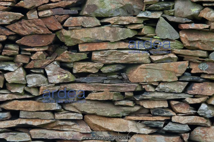 : Stone Wall Along Llanberis Path, Snowdonia : Stone Wall Along Llanberis Path, Snowdonia